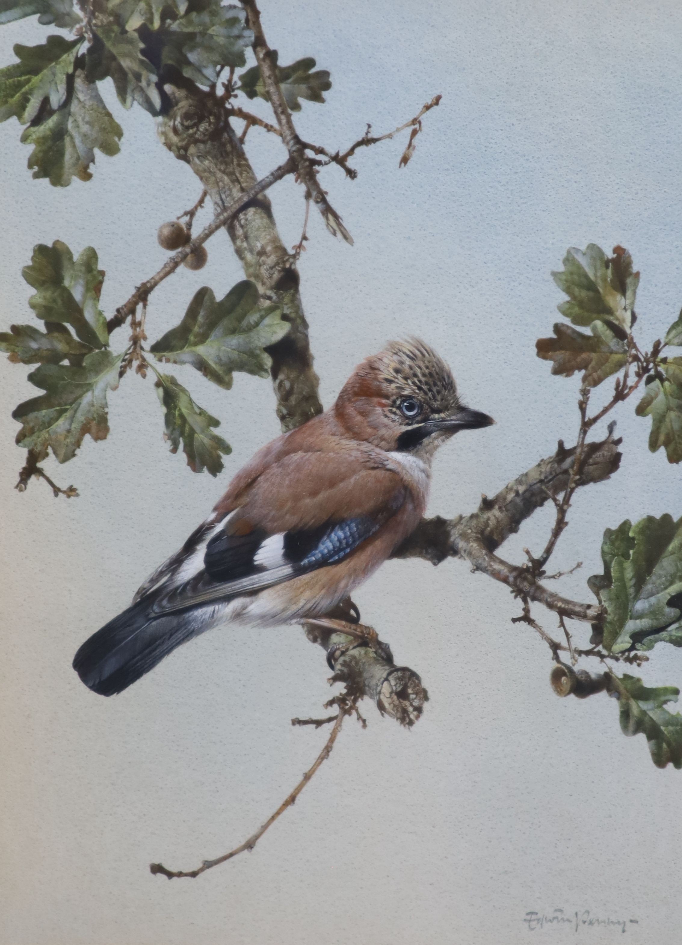 Edwin Penny (1930-2016), Jay on an oak branch, watercolour, 50 x 36cm.
